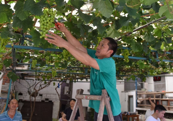 李渡街道嵐馬村芬芳葡萄園。李渡街道供圖