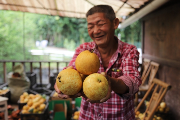 村民展示剛剛收獲的梨子。景區(qū)供圖