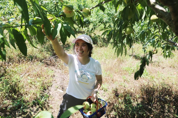 游客體驗(yàn)采摘。廖唯攝