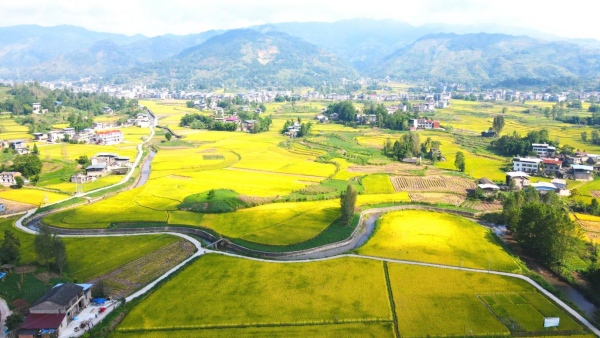 云陽縣路陽鎮(zhèn)萬畝稻田。云陽縣委改革辦供圖