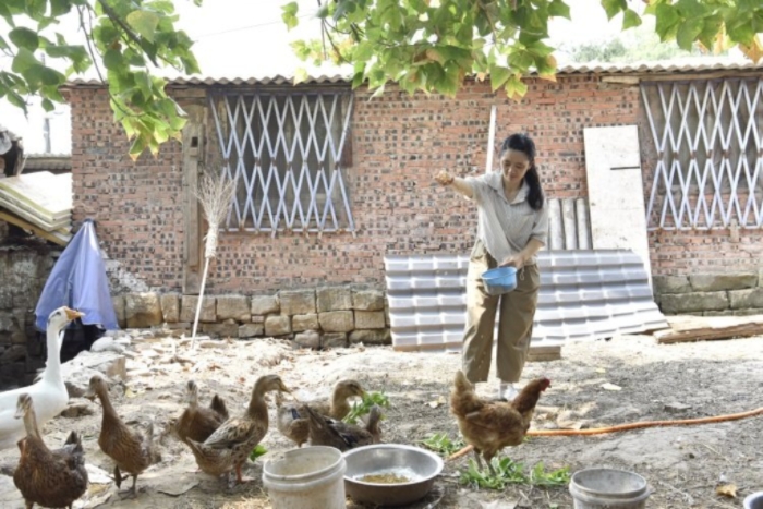 歐光先在喂雞鴨。鄧浩 攝