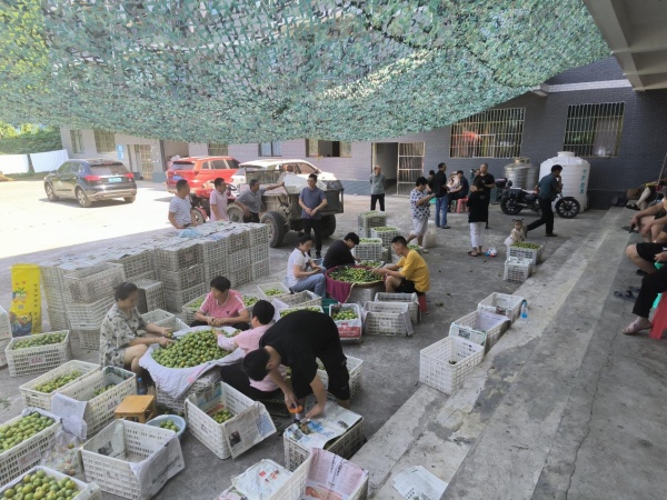 果農(nóng)正在裝運(yùn)脆李。朱梅花攝