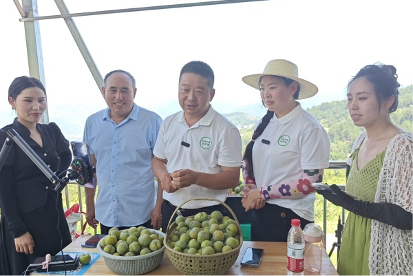 網(wǎng)格長(zhǎng)黃琴正和直播團(tuán)隊(duì)在木甫村青脆李園開展助農(nóng)直播。龍角鎮(zhèn)供圖