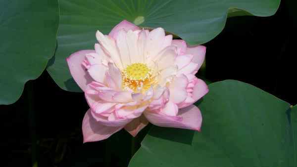 太空荷花盛放。大足區(qū)融媒體中心供圖