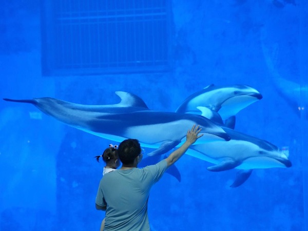鐮鰭海豚亮相重慶融創(chuàng)海世界。重慶融創(chuàng)海世界供圖