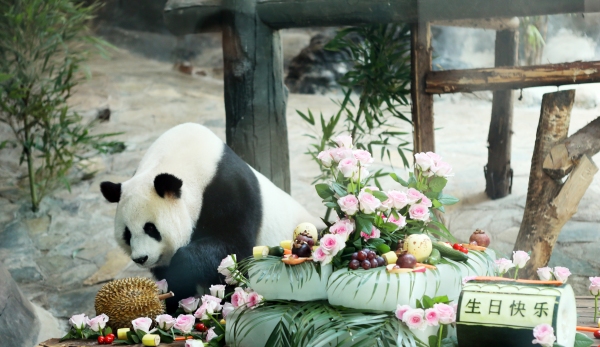 春來館內(nèi)的壽星“巧月”。陳仕川攝