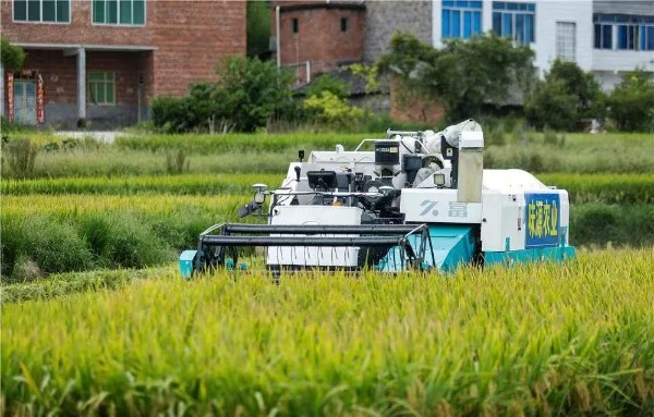 無(wú)人駕駛收割機(jī)在收割水稻。熊偉攝