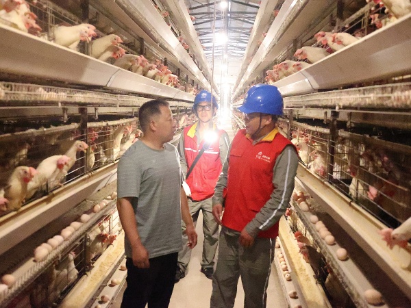 國家電網(wǎng)重慶電力（城口營銷）紅巖共產(chǎn)黨員服務(wù)隊到起航養(yǎng)雞場檢查生產(chǎn)安全用電。國網(wǎng)城口供電公司供圖