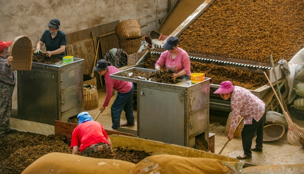 工人正在分揀黃連。石柱縣委宣傳部供圖
