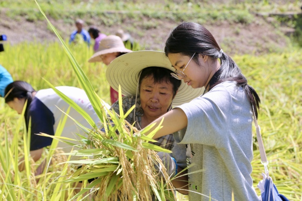 游客體驗(yàn)稻谷收割。景區(qū)供圖