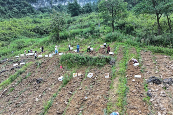 工人們采收天麻。劉先華攝