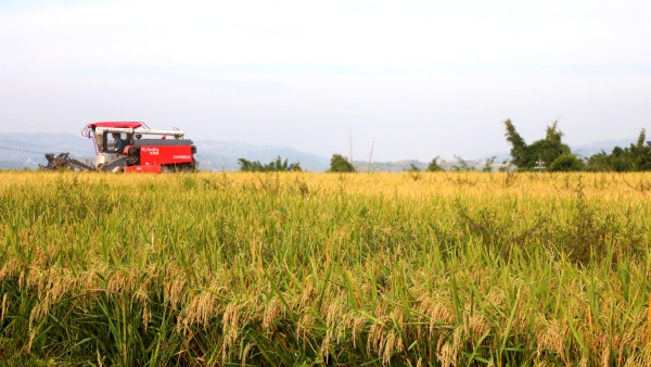 收割機收割富硒稻。白沙鎮(zhèn)供圖