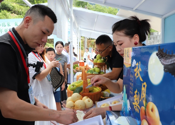 市民品嘗巫山脆梨。巫山縣融媒體中心供圖