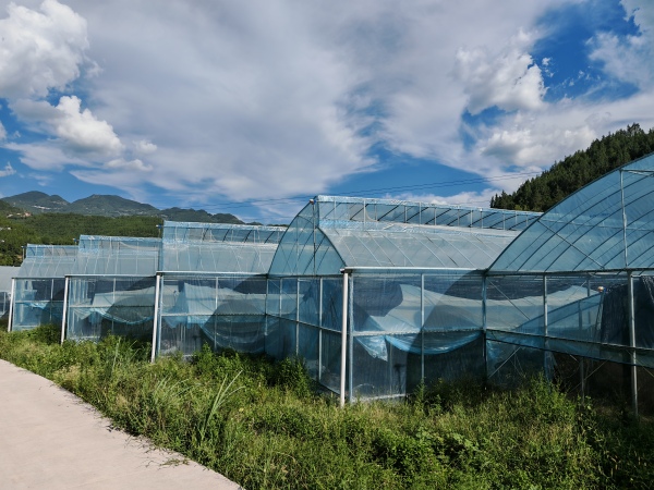 起陽(yáng)村蔬菜大棚。平河鄉(xiāng)供圖