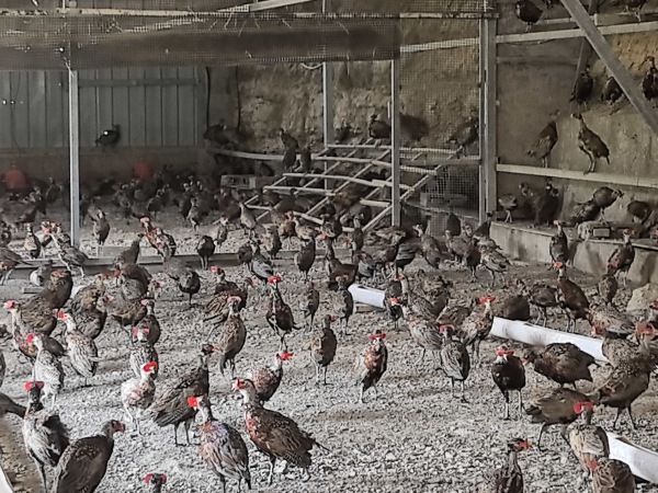 七彩山雞養(yǎng)殖。蔣海濤攝