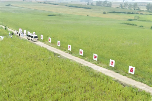 馨田集團(tuán)芝麻種植基地。主辦方供圖