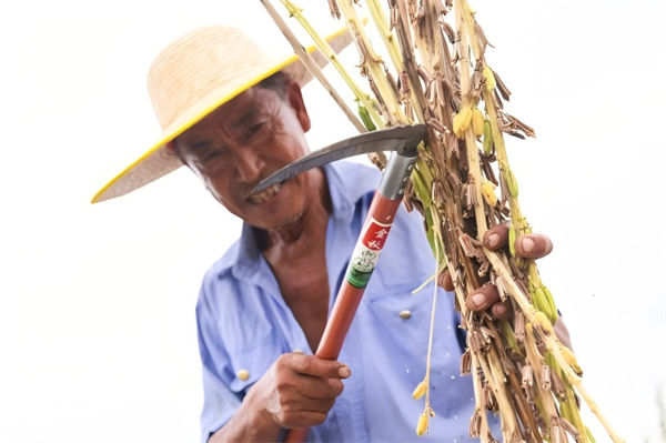 農(nóng)民正在進(jìn)行芝麻脫粒。主辦方供圖