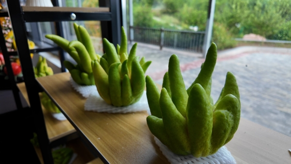 散發(fā)天然清香的佛手成為自然擺臺。大足區(qū)融媒體中心供圖