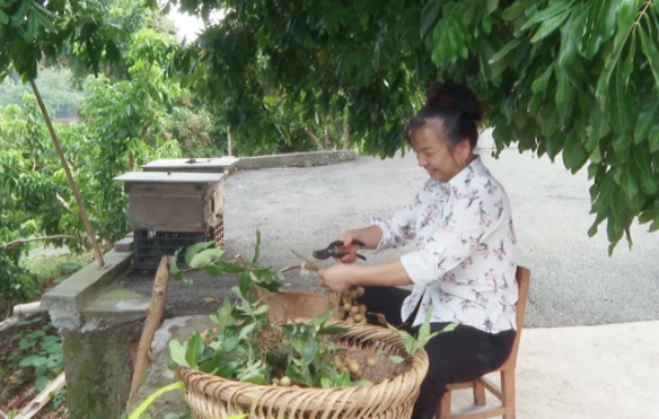 果農(nóng)在處理龍眼。陳和攝