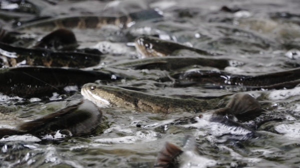 基地養(yǎng)殖的烏魚。銅梁區(qū)融媒體中心供圖