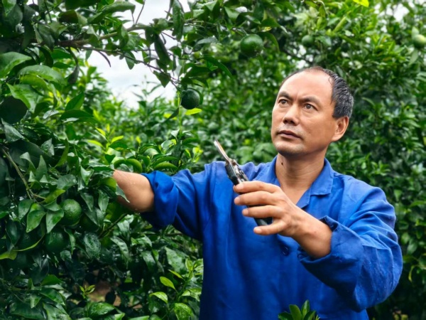 蔣興燕在剪枝。受訪者供圖