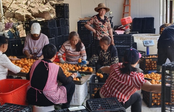 村民在挑選沃柑進(jìn)行裝箱。受訪者供圖