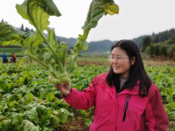 沈進(jìn)娟看著看新培育出來的“渝早100”臉上滿是欣慰。受訪者供圖