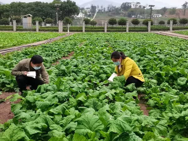 沈進(jìn)娟在田間調(diào)查榨菜膨大發(fā)育的情況。受訪者供圖