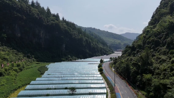 現(xiàn)代化大棚。彭水融媒體中心供圖