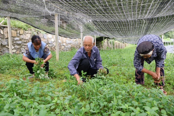 黃精人工除草。彭水融媒體中心供圖