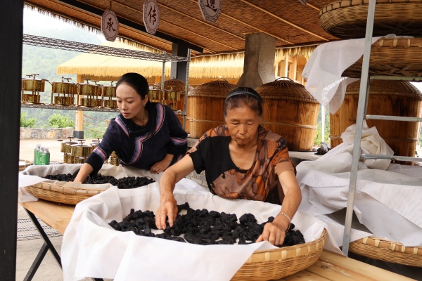 工人正忙著將蒸過后的黃精進(jìn)行翻曬。彭水融媒體中心供圖