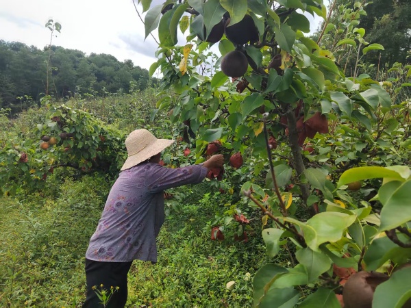 村民正在采摘梨子。景區(qū)供圖