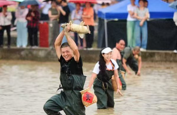 稻田摸魚比賽現(xiàn)場。活動主辦方供圖
