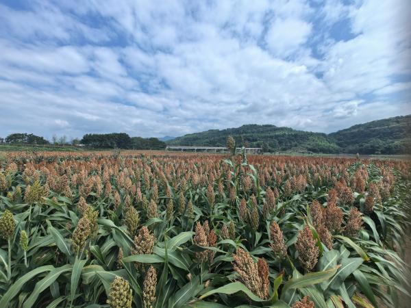 紅高粱豐收。麻柳嘴鎮(zhèn)供圖