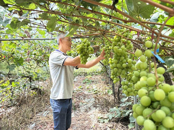 陳春林為葡萄修剪梳果。莢天宇攝