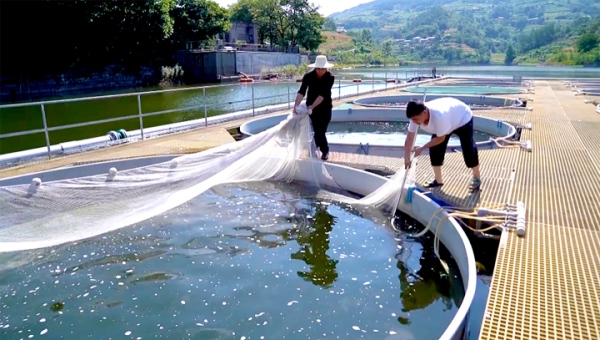 工人撈魚。杜宏超攝