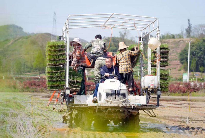鄧中在田間勞作。熊偉攝