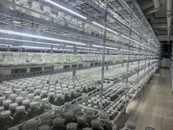 城口曲徑石斛組培基地。任峰攝