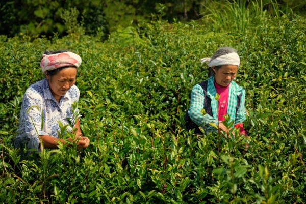 巫溪老鷹茶采摘。主辦方供圖