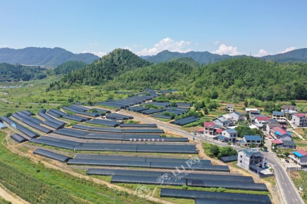 黃精育苗基地。秀山縣融媒體中心供圖