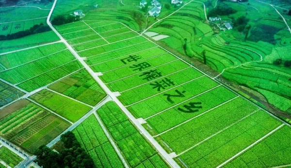 涪陵被譽(yù)為“世界榨菜之鄉(xiāng)”。涪陵區(qū)委宣傳部供圖