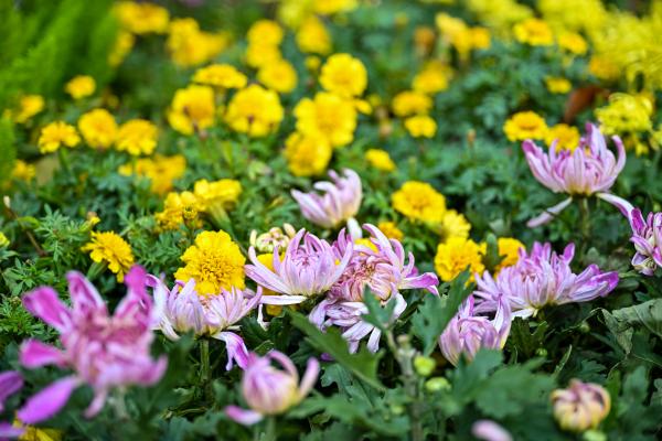 菊花綻放。崔景印攝