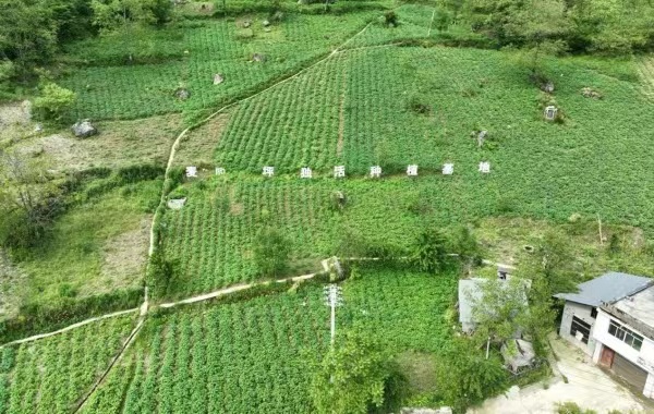 獨活種植基地。明中鄉(xiāng)供圖