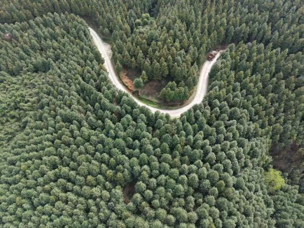 重慶市永川楠木林。農(nóng)發(fā)行重慶永川支行供圖