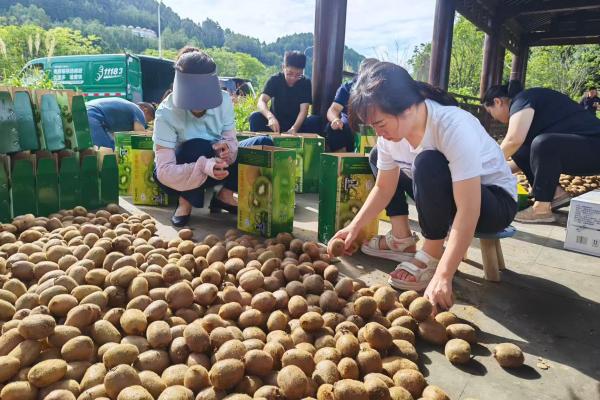 入戶幫助農(nóng)戶選果、打包。郵政萬盛分公司供圖