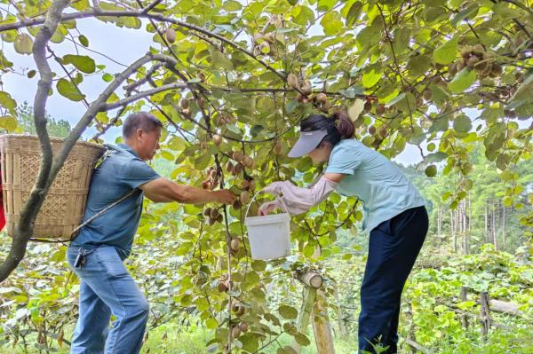 助農(nóng)采摘。郵政萬盛分公司供圖