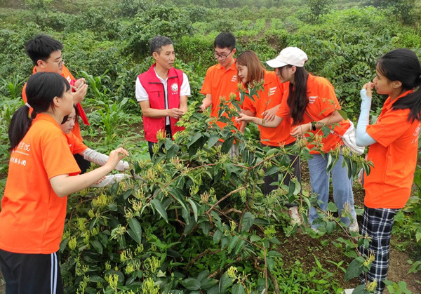 學院教授吳中軍指導學生參與武隆區(qū)金銀花采摘實踐活動。重慶文理學院供圖