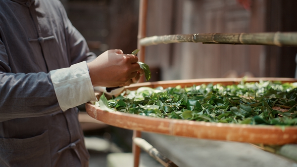 新鮮茶葉。受訪者供圖