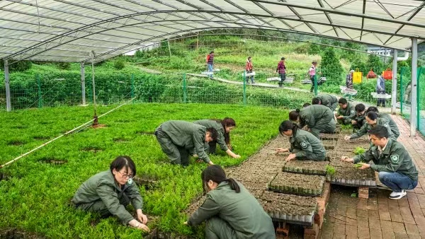 工作人員對(duì)崖柏進(jìn)行保護(hù)。開(kāi)州區(qū)生態(tài)環(huán)境局供圖