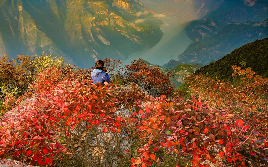 11月4日，巫山縣長江巫峽兩岸層林盡染，如詩如畫。通訊員 馮光倫 攝